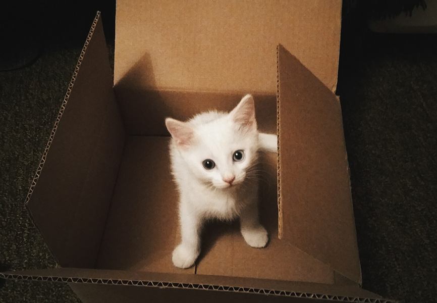 7 tips to set your pets up for success when you move Blog LIVE